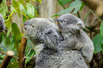 12 Fun Facts About Koala Bears You Need to Know Today