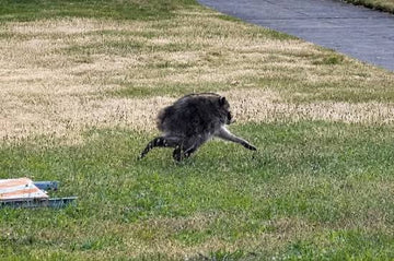 Who Is Jimothy the Raccoon