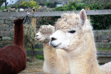 Two beige llama standing side to side